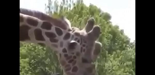  Girafa Safadinha,Se Lambuzando no Ferro Bem Dotado